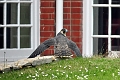 15 06 13_3811_edited-2